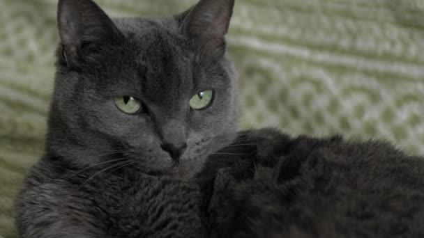 Gato juega con hilos en casa — Vídeo de stock