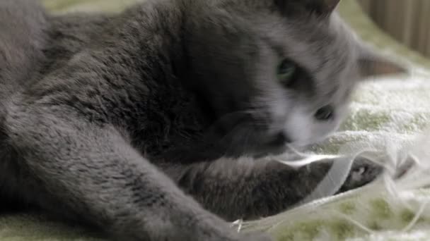 Cat plays with threads at home — Stock Video