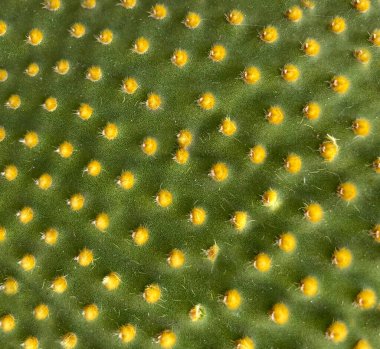 Yeşil bir Opuntia mikrodasys kaktüsünün, sarı globit kümelerinin oluşturduğu bir benek desenli yakın çekimi. Dokulu doğal arkaplan.