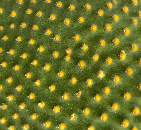 Yeşil bir Opuntia mikrodasys kaktüsünün, sarı globit kümelerinin oluşturduğu bir benek desenli yakın çekimi. Dokulu doğal arkaplan.