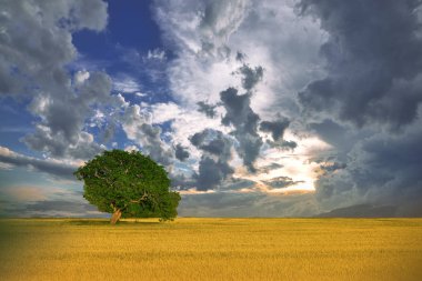 İnanılmaz güzel Nature.Art fotoğraf. Fantezi tasarım. Yaratıcı Background.Amazing renkli Landscape.Lonely ağacı. Relax.One ağaç ve mükemmel alan, güzel cennet çimen. Güzel gün batımı.