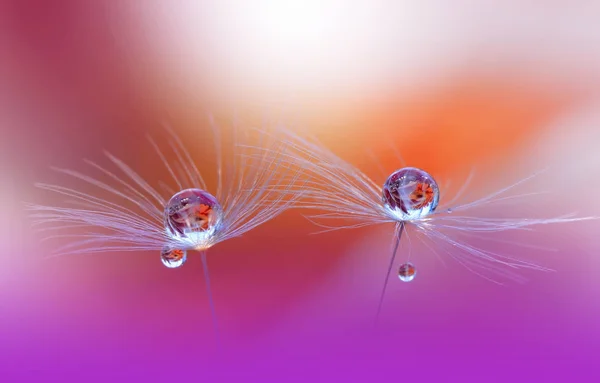 Sihirli Çiçek Güzel Makro Çekim Sınır Sanat Tasarlamak Sihirli Işık — Stok fotoğraf