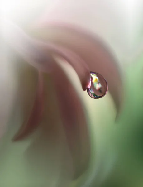 Foto Macro Abstracta Con Gotas Agua Fondo Artístico Para Escritorio —  Fotos de Stock