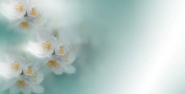 Vackra Makro Skott Magiska Blommor Kant Linje Konst Design Magiskt — Stockfoto