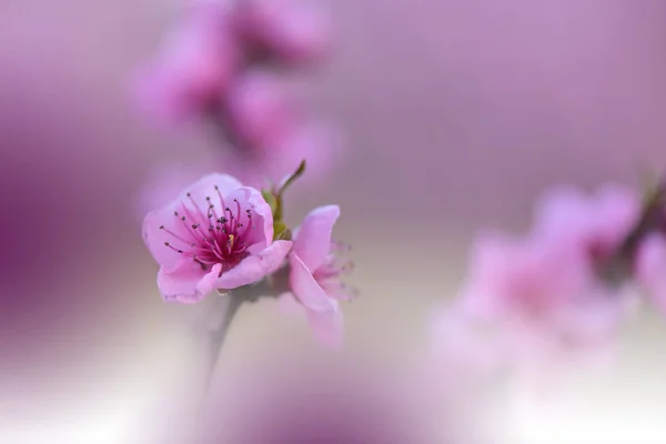 배경입니다 화려한 예술적 자연의 매크로 창조적 고요한 텍스트에 공간입니다 꽃입니다 — 스톡 사진