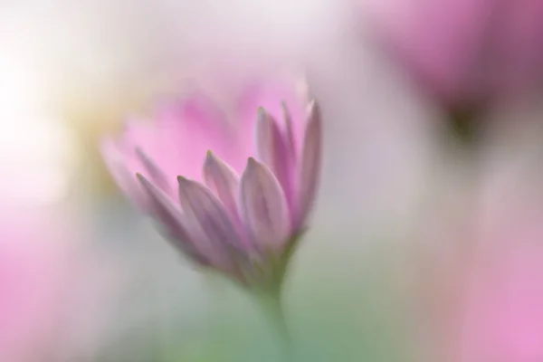 Hermosa Macro Toma Flores Mágicas Luz Mágica Extremo Primer Plano —  Fotos de Stock