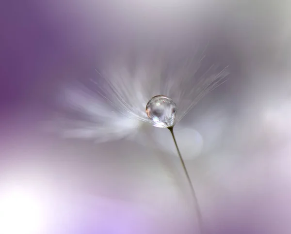 Belo Macro Shot Magic Spring Dandelion Flower Magic Light Extreme — Fotografia de Stock