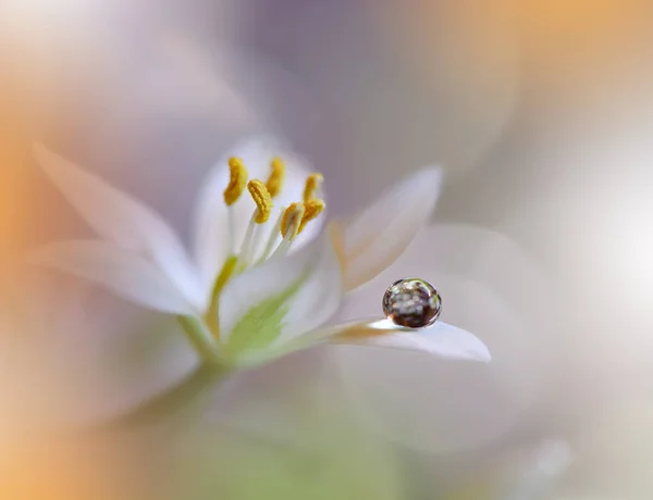 Beautiful macro shot of magic flowers.Border art design.Magic light.Extreme close up macro photography.Conceptual abstract image.Orange and White Background.Fantasy Floral Art.Creative Wallpaper.Nature Background.Amazing Spring Flowers.Water drop.