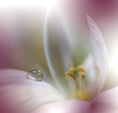 Güzel Doğa Arka Plan.Makro Shot Amazing Bahar Magic Flowers.Border Art Design.Magic ışık. Extreme close up Photography.Conceptual Abstract Image.Fantasy Floral Art.Creative Artistic Wallpaper.Web Banner.Water Drop.Colorful,colors,beyaz.