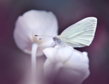 Güzel Violet Doğa Arka Plan.Makro Shot Amazing Bahar Magic Flowers.Border Art Design.Magic ışık. Extreme close up Photography.Conceptual Abstract Image.Fantasy Floral Art.Creative Artistic Wallpaper.Butterfly and Anemone Flower.Colorful.