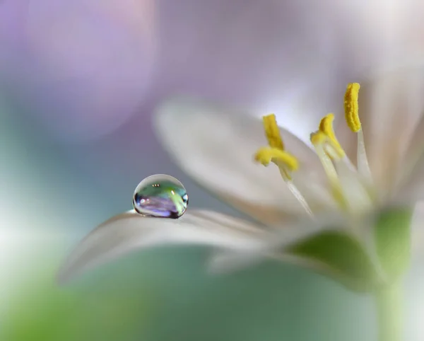 Krásný Zelený Přírodní Pozadí Makro Záběr Úžasných Jarních Kouzelných Květin — Stock fotografie