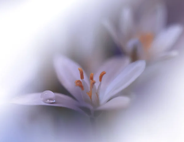 Красивий Фон Природи Макро Знімок Дивовижних Весняних Магічних Квітів Арт — стокове фото