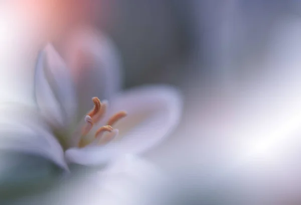 Vacker Natur Bakgrund Makro Skott Fantastiska Våren Magiska Blommor Kant — Stockfoto