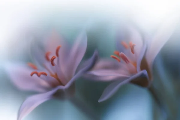 Vacker Grön Natur Bakgrund Makro Fantastiska Våren Magiska Blommor Kant — Stockfoto