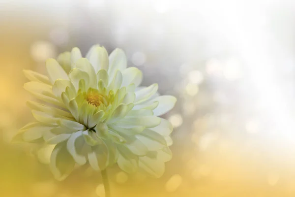 Schöne Goldene Natur Background Floral Fantasy Design Artistic Abstrakte Chrysantheme — Stockfoto