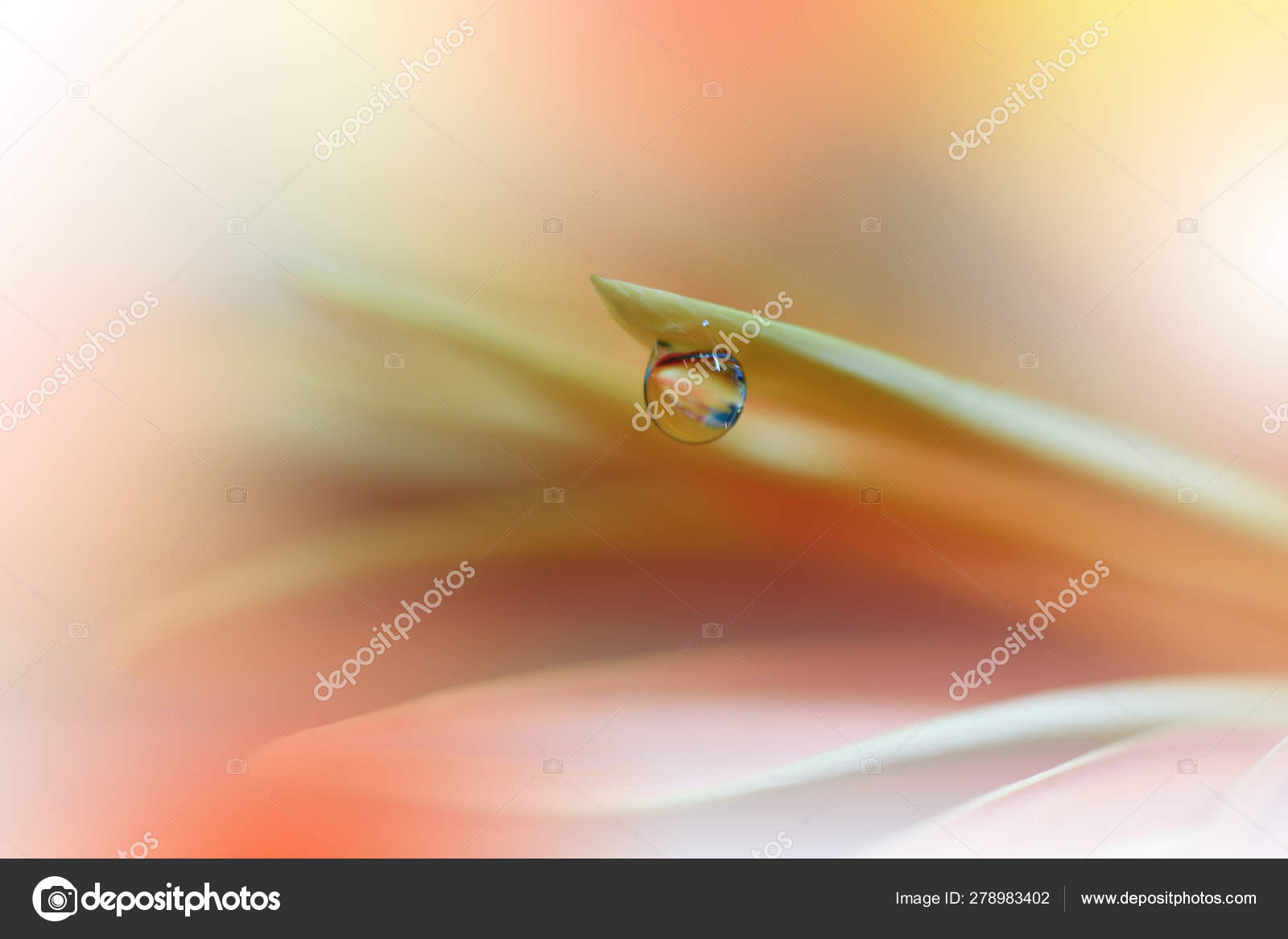 Beautiful Orange Nature Background Macro Shot Amazing Spring Magic Flowers Stock Photo Image By C Art Juli Abv Bg 278983402