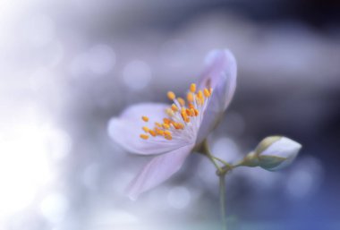 Makro Photography.Floral soyut pastel arka plan kopya alanı ile. Düğün kartı için yumuşak tarzı Beyaz Yasemin çiçekleri. Mavi Doğa Arka Plan.Metin için bulanık alan. Düğün Davetiyesi.Sakin doğa yakın çekim görünümü. Mavi renk arka plan. Yaratıcı.