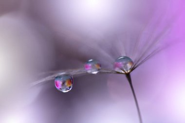 Makro Photography.Floral soyut pastel arka plan kopya alanı ile. Yumuşak tarzda karahindiba çiçeği. Menekşe Doğa Arka Plan.Metin için bulanık alan. Sakin doğa yakın çekim manzarası. Tasarımınız için mor renk zemin. Modaya uygun bir konsept. Yaratıcı Fotoğraf.