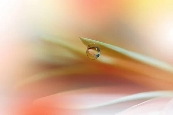 Krásný Oranžový Přírodní Pozadí Makro Záběr Úžasných Jarních Kouzelných Květin — Stock fotografie