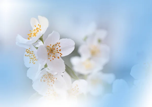 Makro Photography Floral Abstrakte Pastell Hintergrund Mit Kopierraum Weiße Jasminblüten — Stockfoto