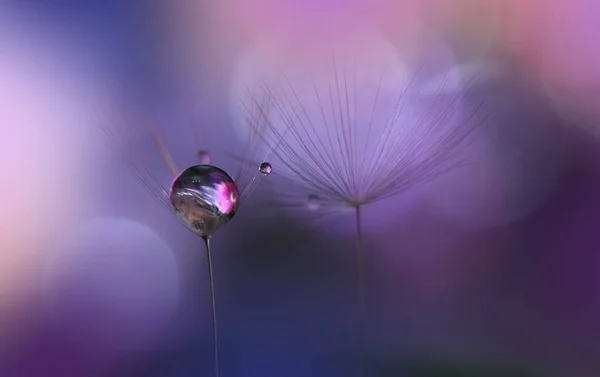 Macro Photography Floral Fundo Pastel Abstrato Com Cópia Space Dandelion — Fotografia de Stock