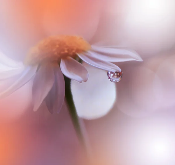 Beautiful Orange Nature Background Macro Shot Amazing Spring Magic Flowers — стоковое фото