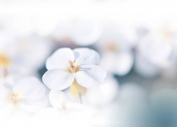 Macro Photography.Floral abstract pastel background with copy space.White flowers in soft style for wedding card.Blue Nature Background.Blurred space for your text.Wedding Invitation.Tranquil nature closeup view.Colorful Artistic Wallpaper.