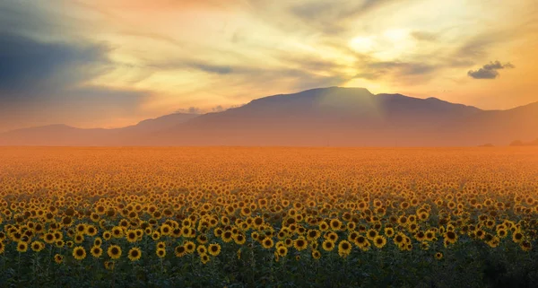 Sunflower Field Sunset Landscape Sunflower Farm Agricultural Landscape Sunflowers Field — Stock Photo, Image