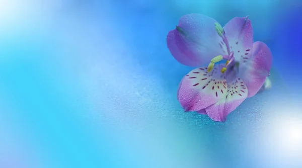 Macro Фотографія Квітковий Абстрактний Пастельний Фон Копіювальним Простором Рожеві Квіти — стокове фото