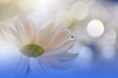 Güzel Mavi Doğa Arka Plan.Floral Art Design.Soft Focus.Makro Fotoğrafçılık.Çiçek soyut pastel arka plan kopya alanı ile. Metniniz için bulanık alan. Yaratıcı Sanatsal Wallpaper.Blue Sky.Wedding Invitation.White Papatya Çiçek.Su Damla.