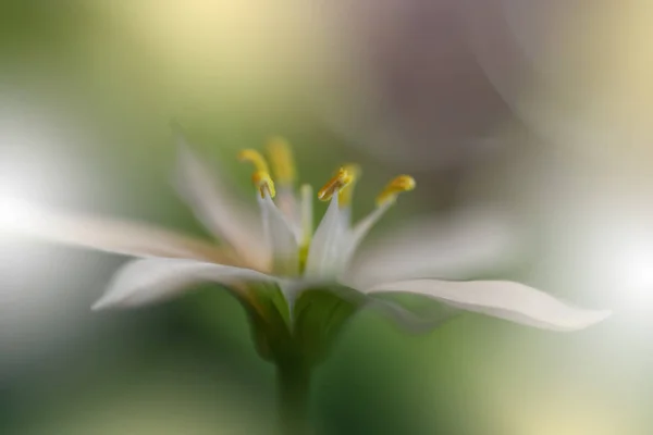 美丽的绿色自然背景 花艺设计 柔和聚焦 宏观摄影 花抽象柔和背景 带复制空间 文本的模糊空间 创意艺术壁纸 植物生态能量 — 图库照片