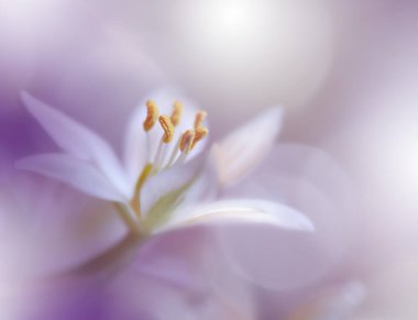 Güzel Violet Doğa Arkaplanı. Renkli Sanatsal Duvar Kağıdı. Doğal Makro Fotoğraf. Doğada Güzellik. Yaratıcı Çiçek Sanatı. Huzurlu doğa yakın plan. .