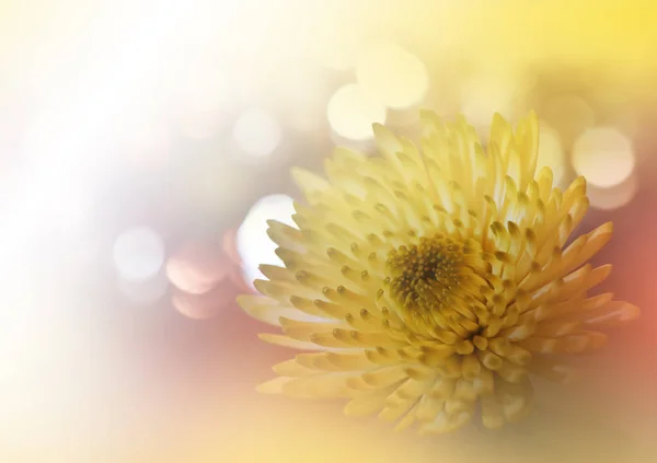 Gyönyörű Sárga Természet Háttér Színes Művészi Háttérkép Természetes Makrofénykép Szépség — Stock Fotó