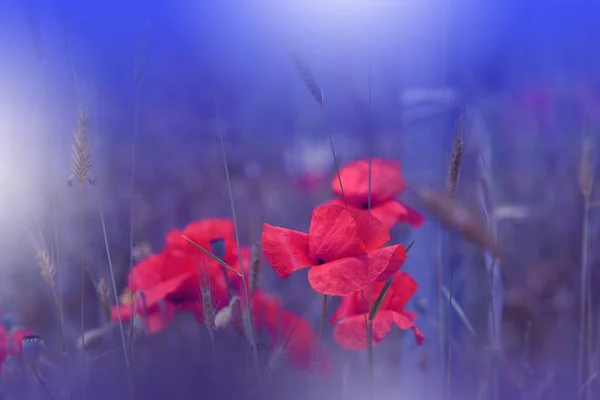 Güzel Mavi Doğa Arkaplanı Büyüleyici Kırmızı Gelincik Çiçeklerinin Macro Fotoğrafı — Stok fotoğraf