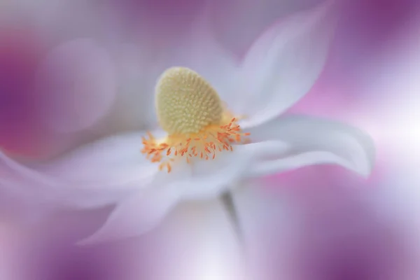 Vakker Natur Bakgrunn Macro Skutt Fabelaktig Vårmagi Anemone Flowers Grensekunst – stockfoto