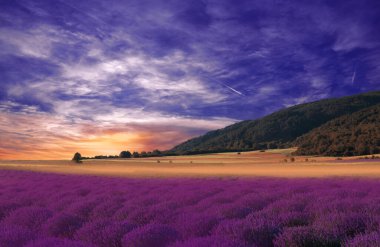 Güzel Huzurlu Doğa Arkaplanı. Lavanta Çiçeği Tasarımı. Sanat Tasarımı. Yaratıcı Fotoğraf. Fantezi Sanatı. Sanatsal Resim. Sanatsal Duvar Kağıdı. Violet Col.Sunset 'te Çiçek açan Lavanta Sahası..