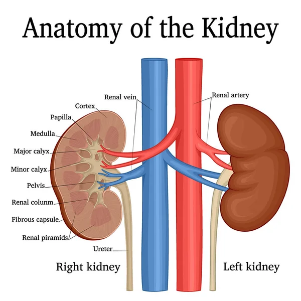 Böbrek anatomisi İllüstrasyonu. Sağ böbrek bölümünde gösterilir