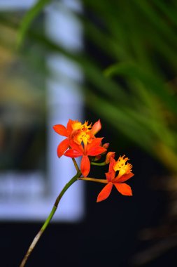 Close-up of fire-star orchid in the garden. Orange fire-star orchid flower in rural. Flower and plant. clipart