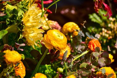 Bahçedeki Ranunculus Asiaticus 'a yakın çekim. Kırsal kesimde sarı ve turuncu Ranunculus asiaticus çiçekleri. Çiçek ve bitki.