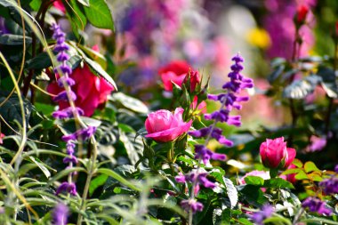 Bahçede güneş ışığıyla güller. Kırsal kesimde yeşil yapraklı güller. Çiçek ve bitki.