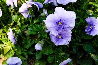 Bahçedeki açık mavi nonoş, nonoş kemanın yakın çekimi. Kırsal kesimde güzel leylak Viola çiçekleri. Çiçek ve bitki.