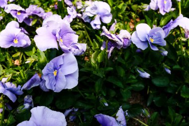 Bahçedeki açık mavi nonoş, nonoş kemanın yakın çekimi. Kırsal kesimde güzel leylak Viola çiçekleri. Çiçek ve bitki.