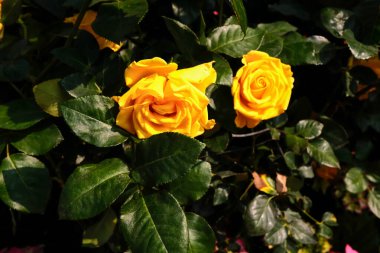 Bahçede üzerinde güneş ışığı olan sarı gülün yakın çekimi. Kırsal kesimde öğleden sonra yeşil yapraklı sarı rosa. Çiçek ve bitki.