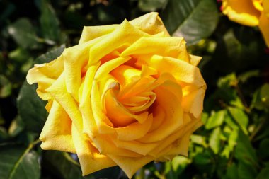 Bahçede üzerinde güneş ışığı olan sarı gülün yakın çekimi. Kırsal kesimde öğleden sonra yeşil yapraklı sarı rosa. Çiçek ve bitki.