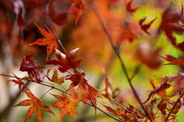 Kırmızı akçaağaç yapraklarının yakın çekimi. Akçaağaç ağaçları. Sonbahar yaprakları. Sonbahar sahnesi, doğa konsepti..
