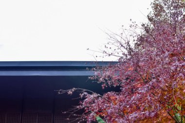 Kırmızı akçaağaç yapraklarının yakın çekimi. Akçaağaç ağaçları. Sonbahar yaprakları. Sonbahar sahnesi, doğa konsepti..