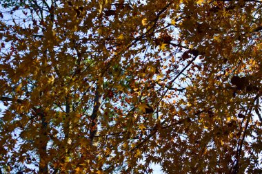 Sarı akçaağaç yapraklarının yakın çekimi. Akçaağaç ağaçları. Sonbahar yaprakları. Sonbahar sahnesi, doğa konsepti..