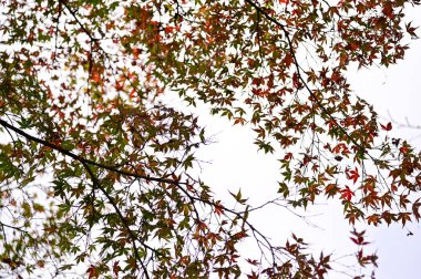 Kırmızı akçaağaç yapraklarının yakın çekimi. Akçaağaç ağaçları. Sonbahar yaprakları. Sonbahar sahnesi, doğa konsepti..