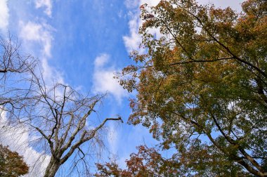 Ormandaki ağaçlar. Parkta sonbahar. Halk parkındaki akçaağaç ağaçları. Sonbahar sahnesi, doğa konsepti..