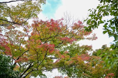 Ormandaki ağaçlar. Parkta sonbahar. Halk parkındaki akçaağaç ağaçları. Sonbahar sahnesi, doğa konsepti..